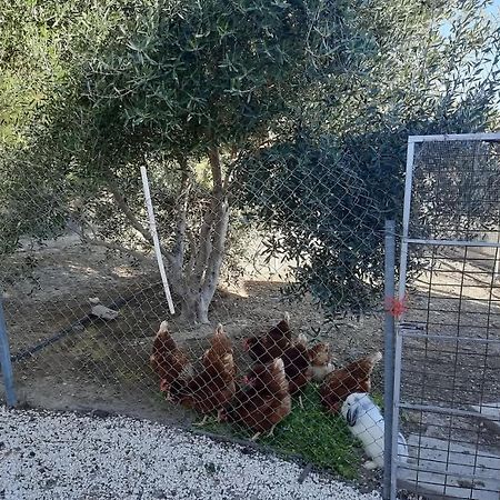 Agios Theodoros Happy Glamping Cy 빌라 외부 사진